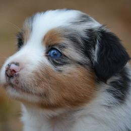 Rafter JM Aussies breeder of Miniature Australian Shepherd