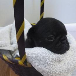 Pug Puppies from Sweetie Pie Pugs