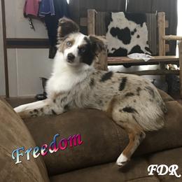 Freedom - Toy Australian Shepherd