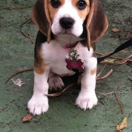 Beagle Puppies from Macushla Kennels