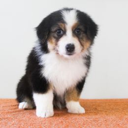 Australian Shepherd Puppies from Wilso Australian Shepherds
