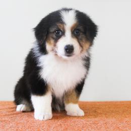 Australian Shepherd Puppies from Wilso Australian Shepherds