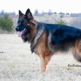German Shepherd All Grown Up from Rock Bottom Ranch