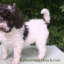Labradoodle Ranch breeder of Labradoodle