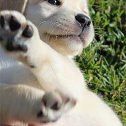 Bella Vista Labradors breeder of 