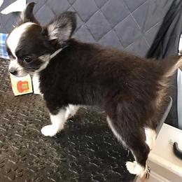 Chihuahua Puppies from Miller's Chihuahua