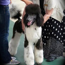 Ryder - Poodle
