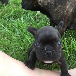 French Bulldog Puppies from Cedar Croft Kennel