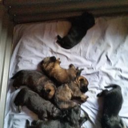 German Shepherd Puppies from von Haus Ulv