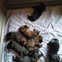 German Shepherd Puppies from von Haus Ulv
