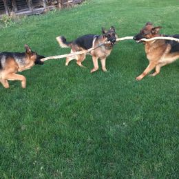 German Shepherd Puppies from Kelley Baron