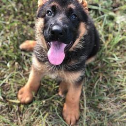 German Shepherd Puppies from Four Leaf Farm- Vom Vierblättriges Bauernhof