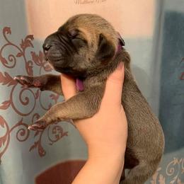 Great Dane Puppies from Country Danes