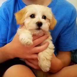 California Havanese breeder of Havanese, Bichon Frise