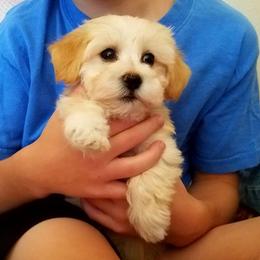 California Havanese breeder of Havanese, Bichon Frise