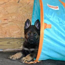 German Shepherd Puppies from Rodina Straze German Shepherds