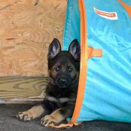 German Shepherd Puppies from Rodina Straze German Shepherds