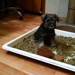 Miniature Schnauzer Puppies from Belle Vista Schnauzers