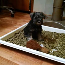 Miniature Schnauzer Puppies from Belle Vista Schnauzers