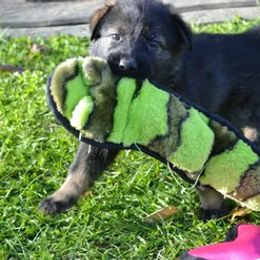 German Shepherd Puppies from Rodina Straze German Shepherds