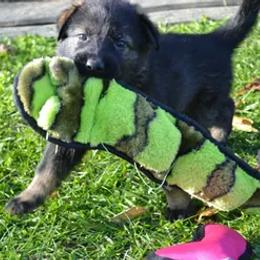 German Shepherd Puppies from Rodina Straze German Shepherds