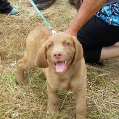 Chesapeake Bay Retriever Puppies from Sleepy Hollow Chesapeakes