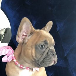 French Bulldog Puppies from Kansas French Bulldogs