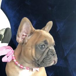 French Bulldog Puppies from Kansas French Bulldogs