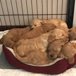 Cherry Lane Labradoodles breeder of 