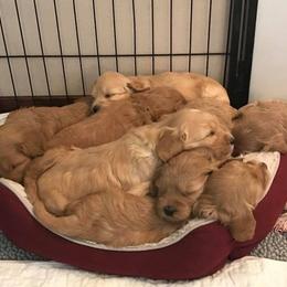 Cherry Lane Labradoodles breeder of 