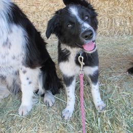 Border Collie Puppies from Forthright Stockdogs