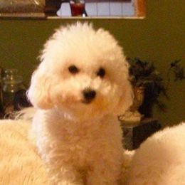 Bianca - Bichon Frise