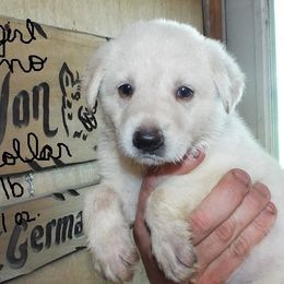 German Shepherd Puppies from Von Prinz German Shepherds