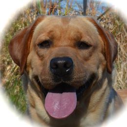 Labrador Retriever adult dog