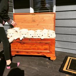 Samoyed Puppies from White Cloud Samoyeds