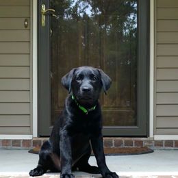 Labrador Retriever Puppies from New Life Labradors