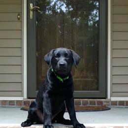 Labrador Retriever Puppies from New Life Labradors