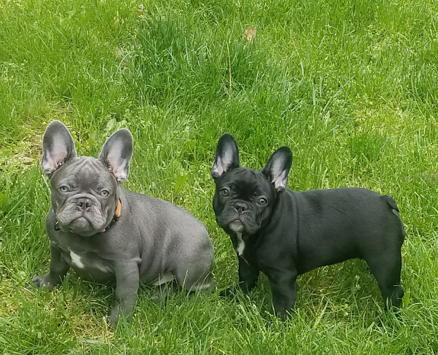 Top Shelf and Frenchies in Oregon French Bulldog and Pembroke