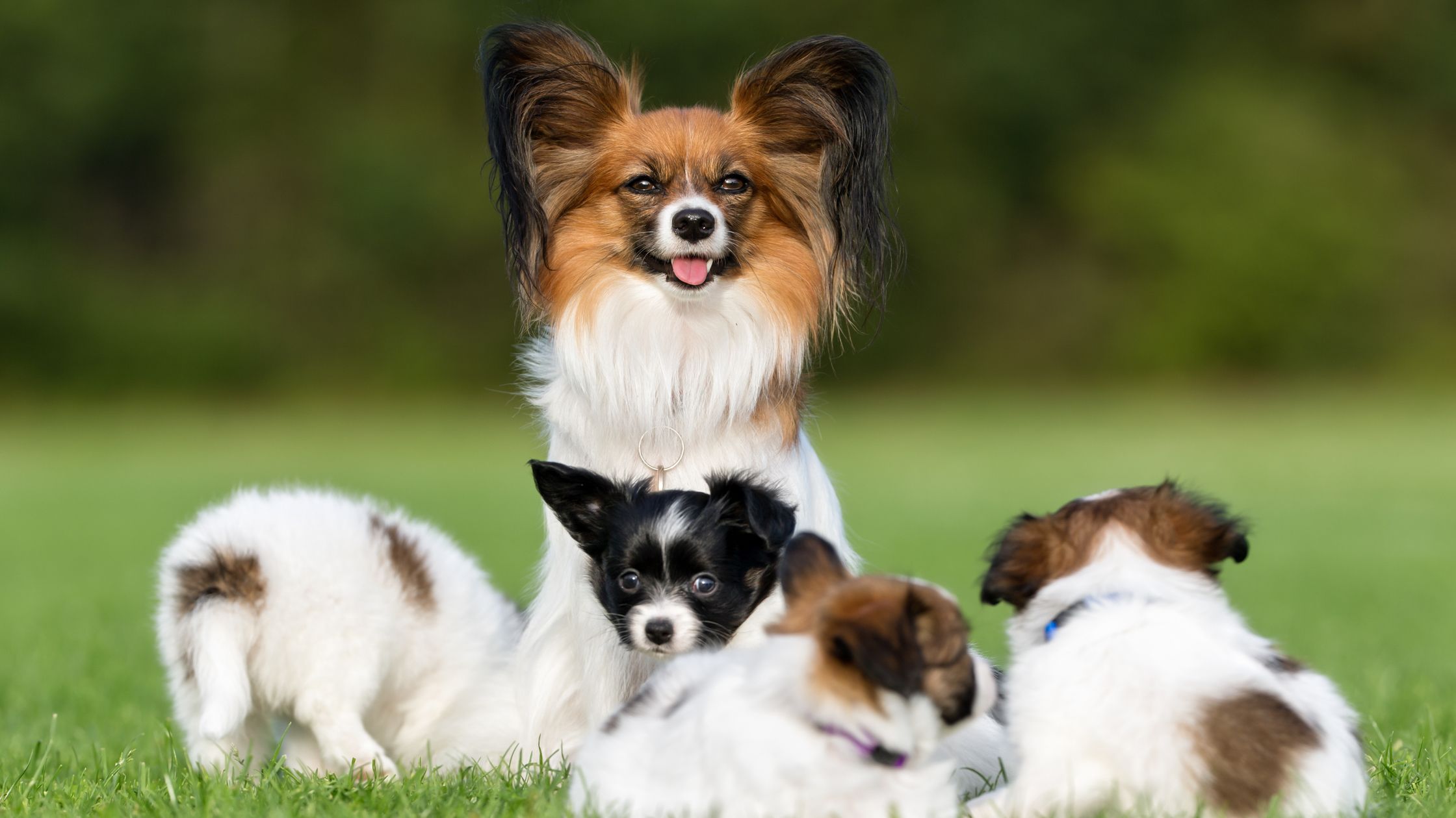 Buy cheap papillon puppy