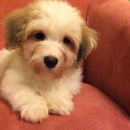 Biewer Terrier and Havanese Puppies from Lordocs