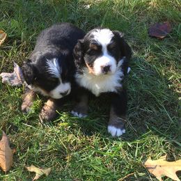 Bernese Mountain Dog Puppies from Stick House Bernese
