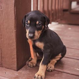 Doberman Pinscher Puppies from Akc Dobermans puppies by Serena