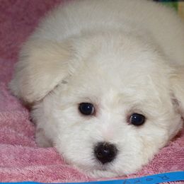 Bichon Frise Puppies from Belamour Bichons
