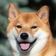 Shiba Inu
