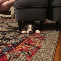 Bernedoodle Puppies from Bernedoodles of the Ozarks