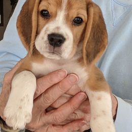 Beagle Puppies from Everwind Beagles