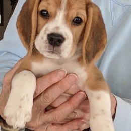 Beagle Puppies from Everwind Beagles