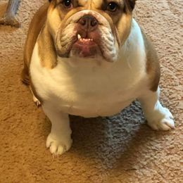 Bulldog and French Bulldog All Grown Up from Diamond In The Ruff Bulldogs