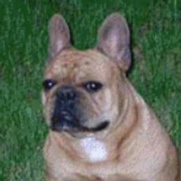 Shyster - French Bulldog