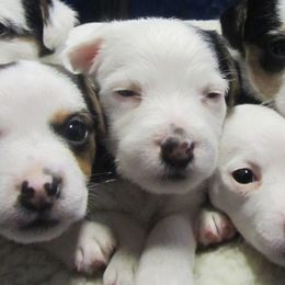 Jack Russell Terrier Puppies from SeaDog Jack Russell Terriers